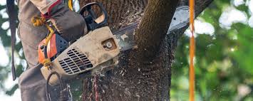  Warren Park, IN Tree Removal Services Pros