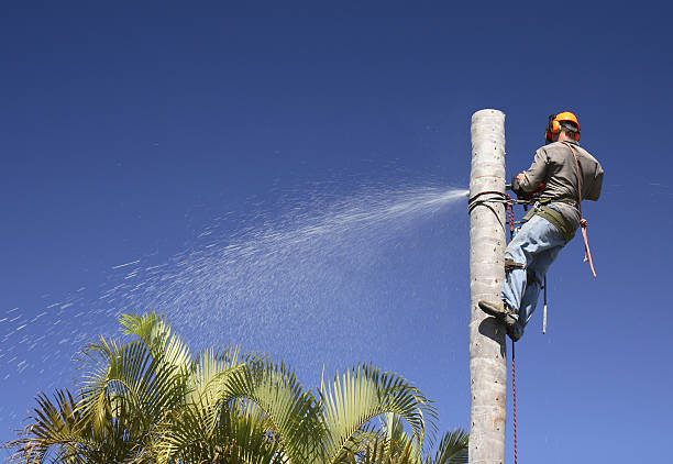 Best Arborist Consultation Services  in Warren Park, IN