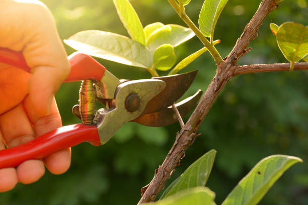 Best Root Management and Removal  in Warren Park, IN